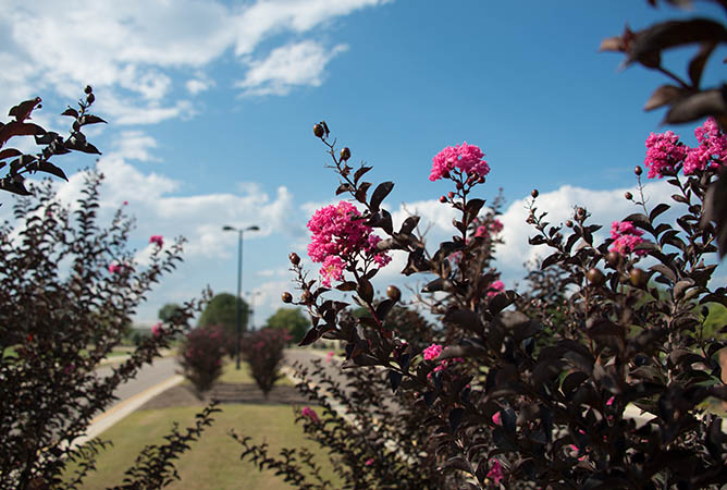 Delta Jazz crape myrtles line the entrance of the R.R. Foil Plant Science Research Center at Mississippi State University. Photo by David Ammon