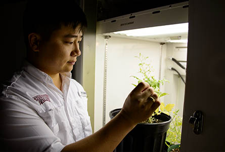 Dr.Paul Tseng looks at a tomato plant in an environmental chamber at Dorman Hall, Mississippi State University. Photo by David Ammon