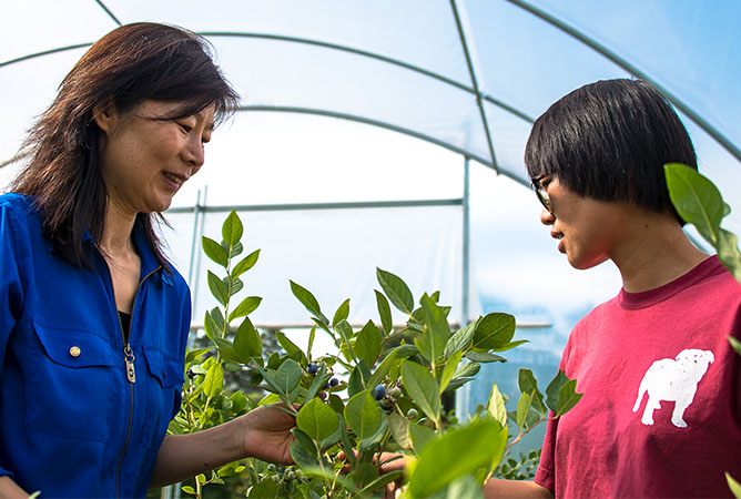 Dr. Guihong Bi and Dr. Tongyin Li examine blueberries in a high tunnel at the R.R. Foil Plant Science Research Center. Photo by David Ammon