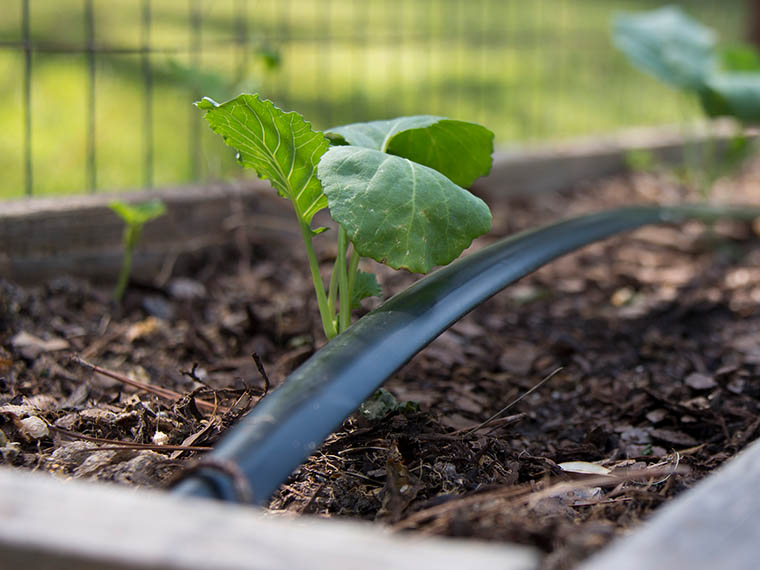 Patio tomatoes and raised-bed <span>arugula</span> - Winter 2017