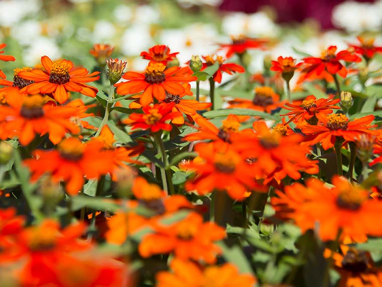 Ornamental Horticulture Trials At <span>MSU</span>