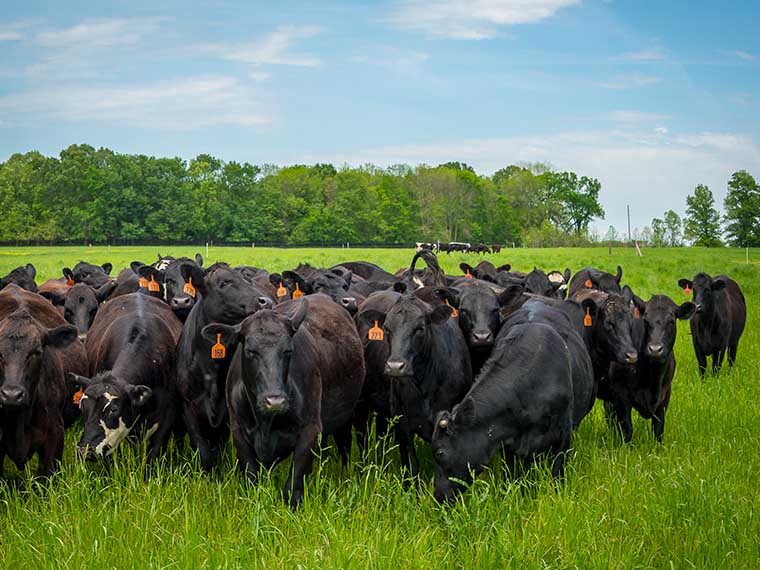 Protecting the <span>Herd</span> - Winter 2018