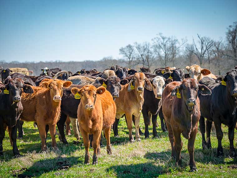 Building Sustainable <span>Beef</span> Systems