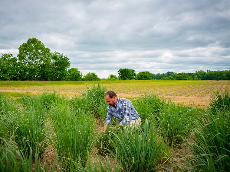 Developing fast-growing <span>native</span> grasses