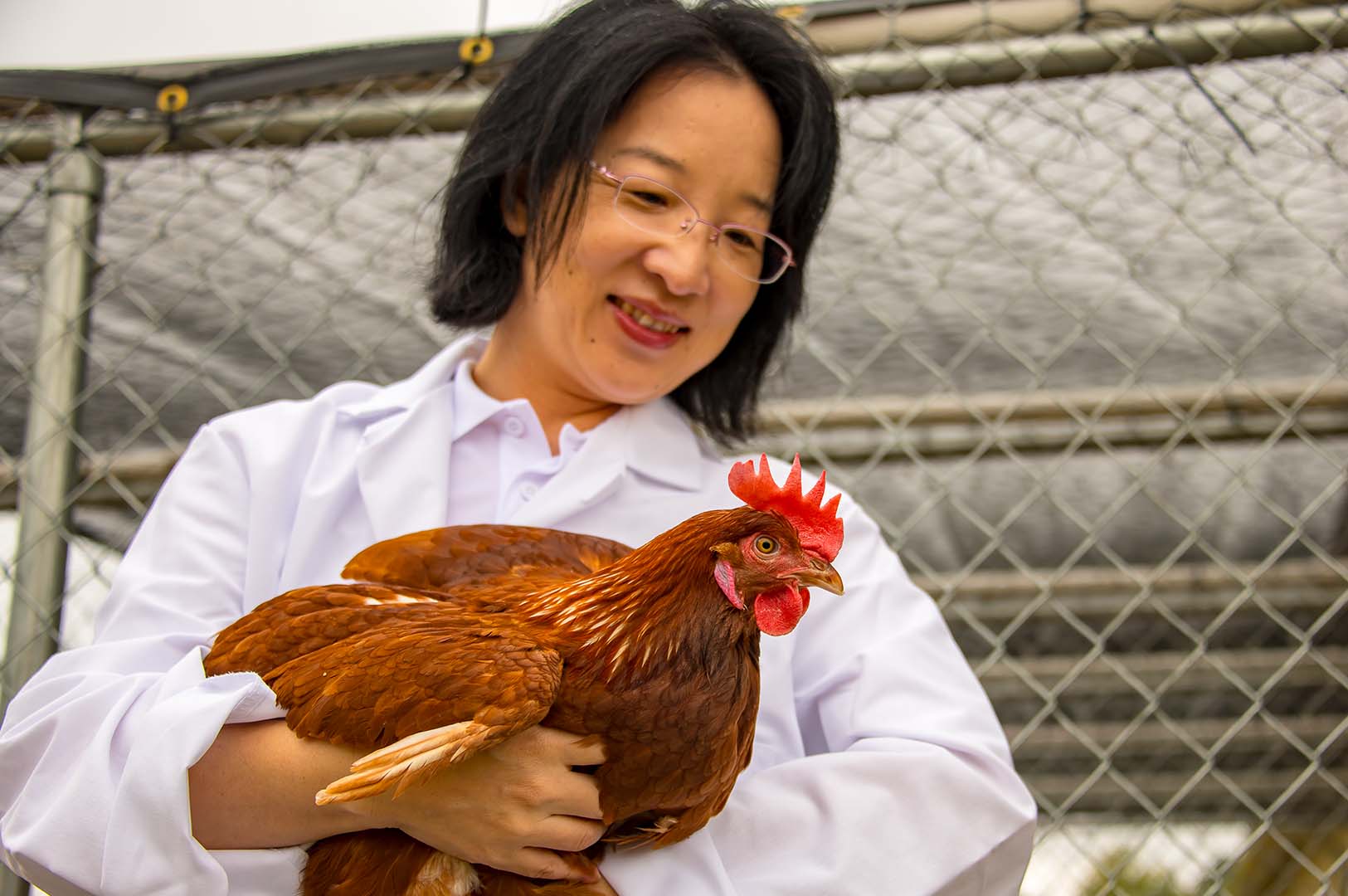 By evaluating long-term and short-term stressors in hens, Dr. Wei Zhai hopes to determine whether or not the autonomous car stresses the chickens. (Photo by David Ammon)