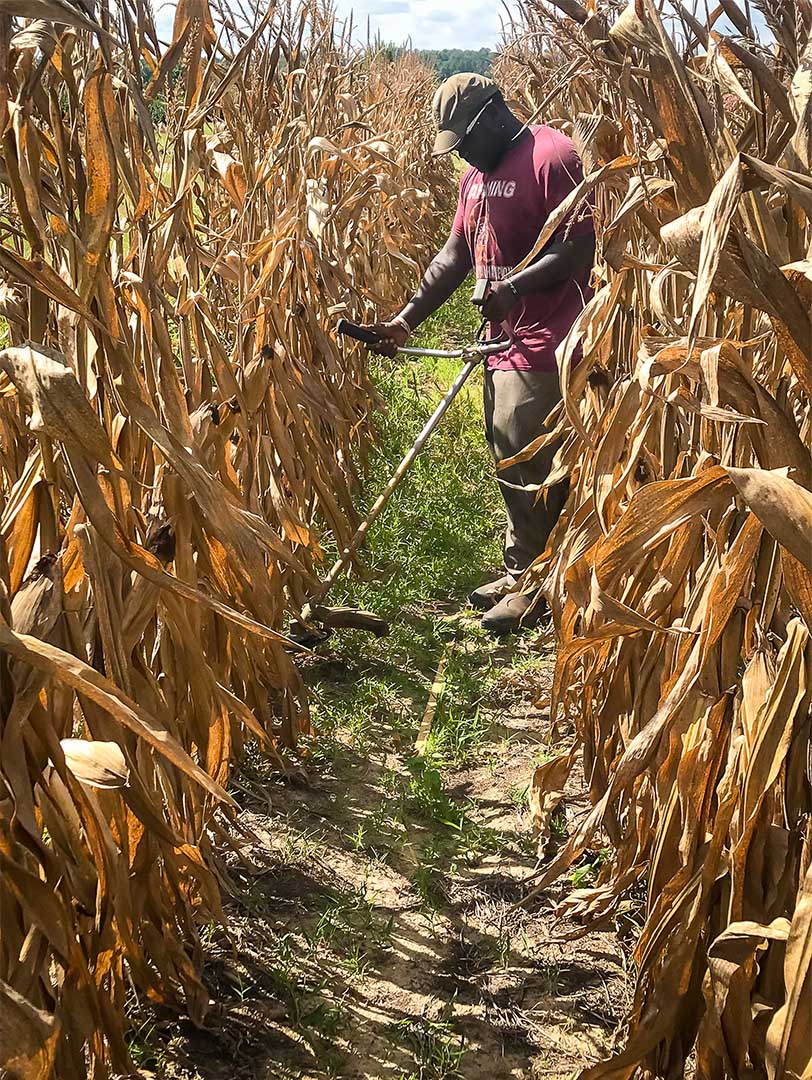 John McLemore harvests all of the corn plants in one meter of the row to test for nutrient concentration in the grain, cobs,  and stalks. (Photo submitted)