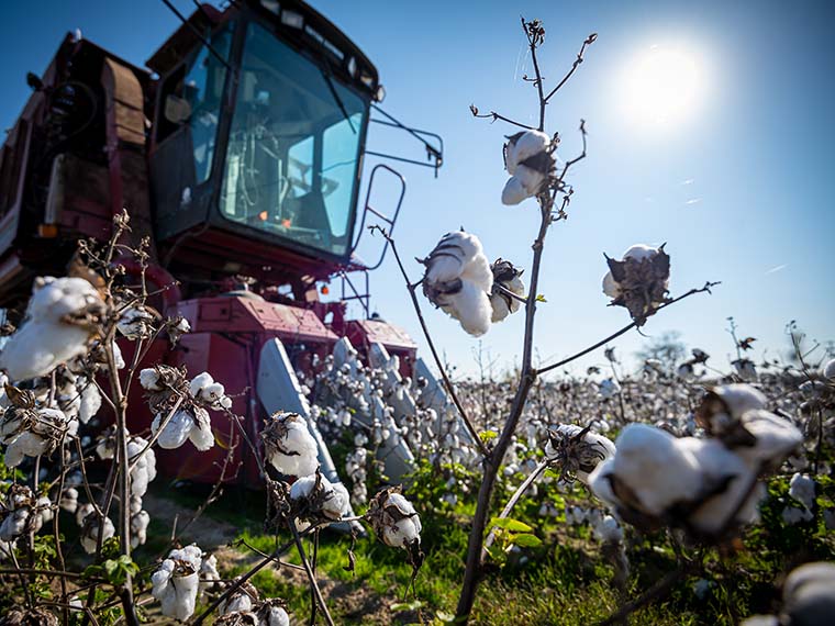Clean Cotton - Winter 2020