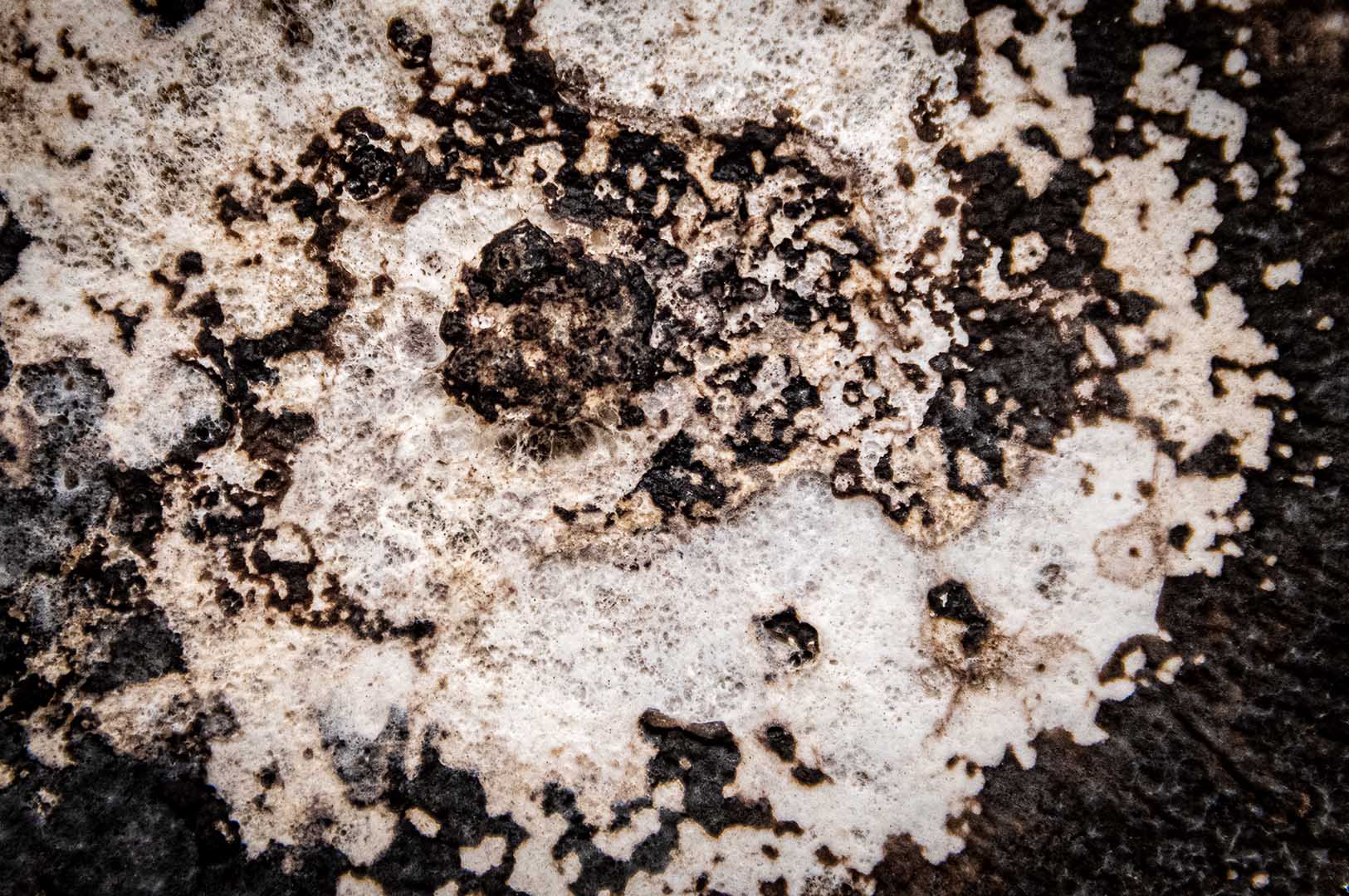 Drs. Maria Tomaso-Peterson (left) and Sorina Popescu look at infected culture of <em>Xylaria</em> sp., the fungal cause for soybean taproot decline. (Photo by David Ammon)