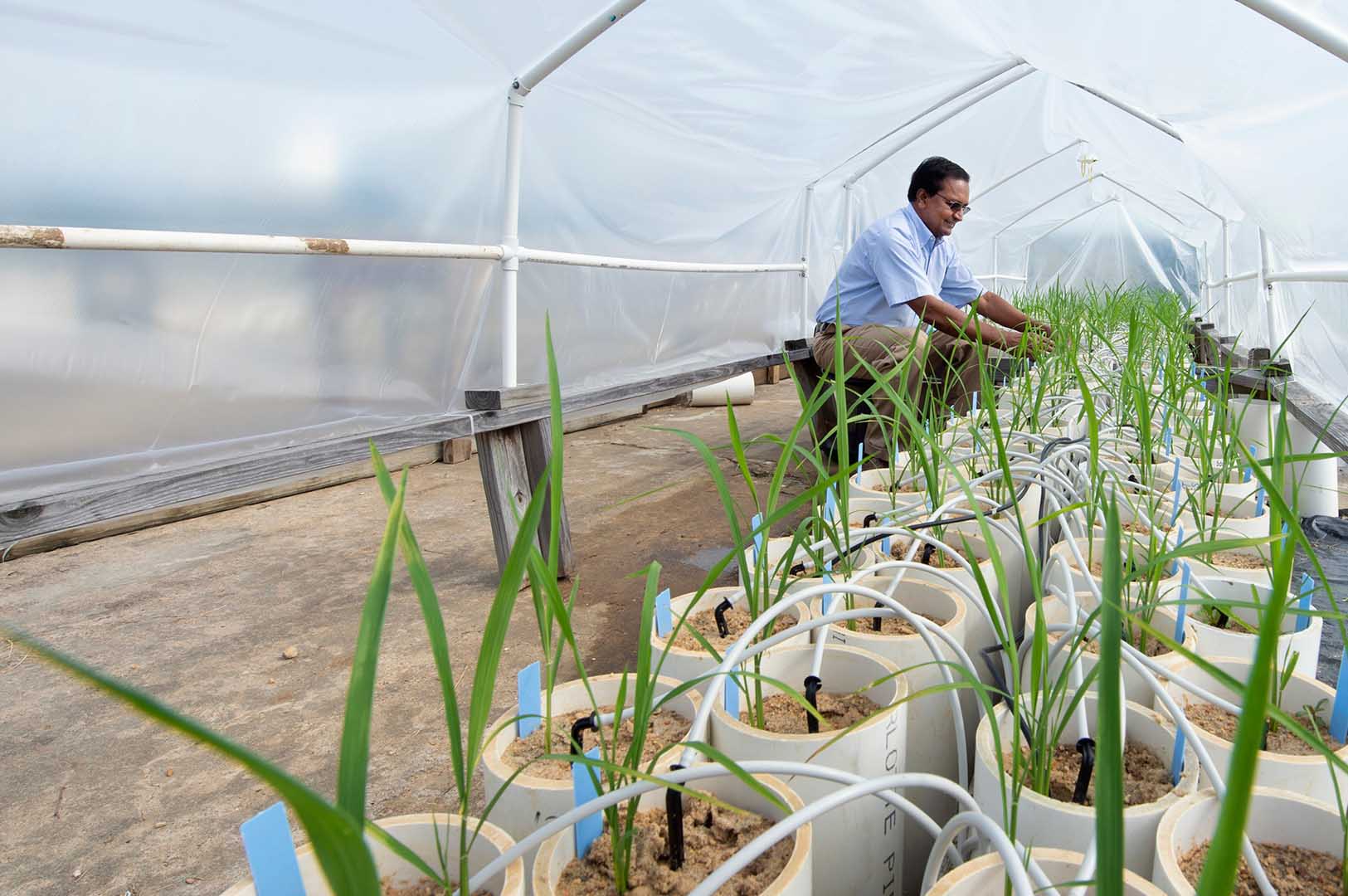 Dr. Raja Reddy works on rice plants in a greenhouse structure at the Soil-Plant-Atmosphere Research unit. (Photo by Meagan Bean)