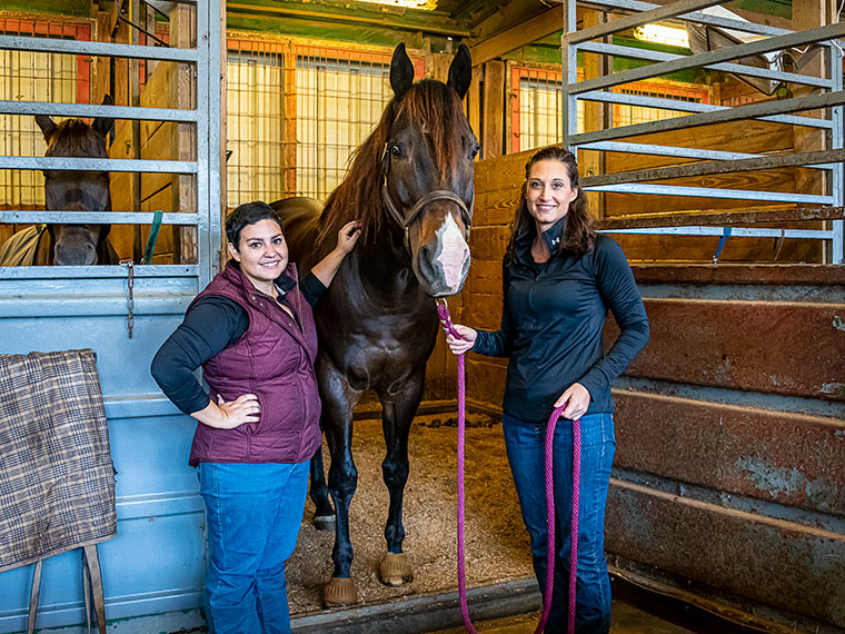 South Farm Equine Unit - Winter 2021