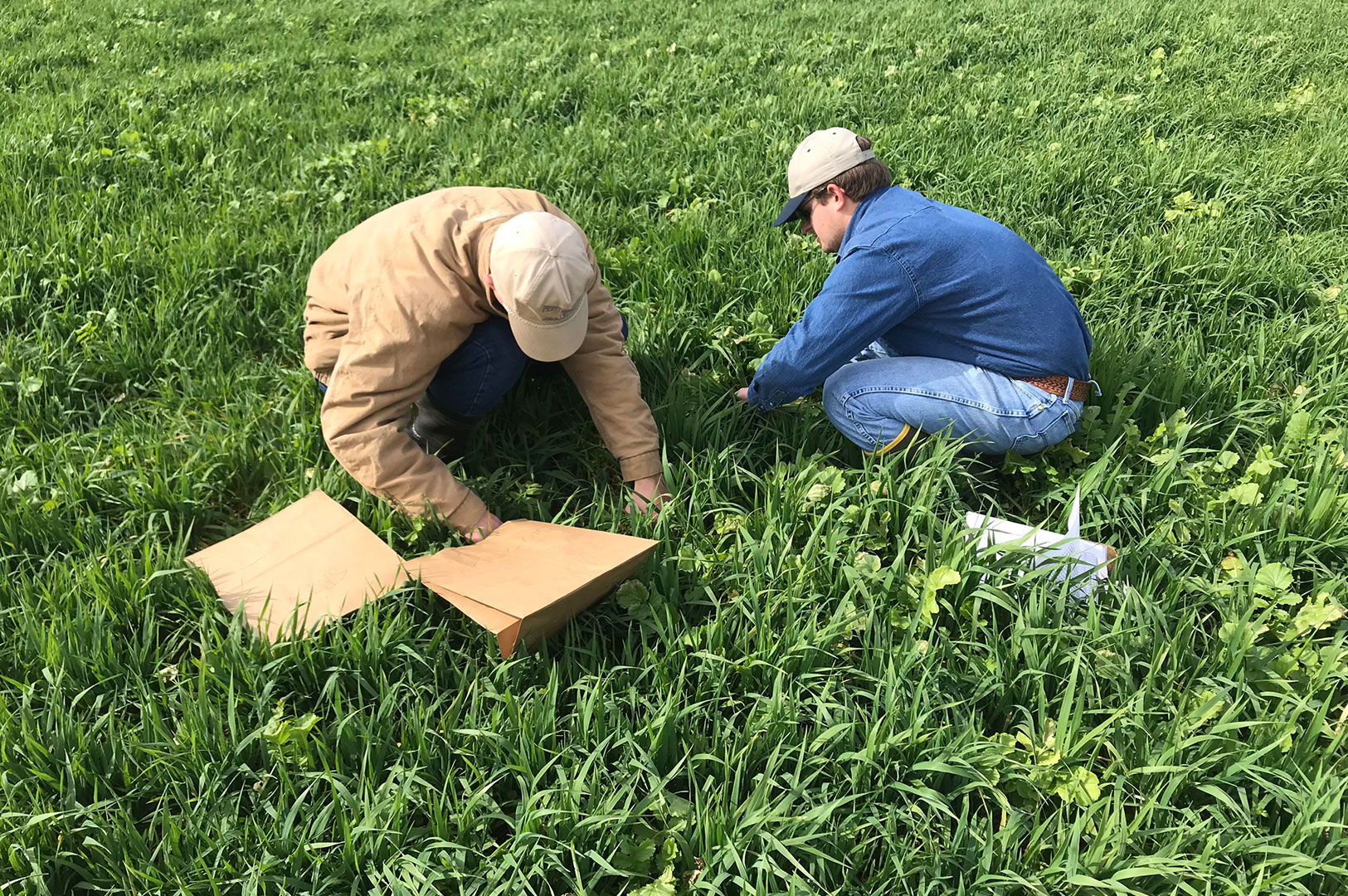 Scientists take soil samples to determine soil health in a row crop, cover crop, grazing system. (Photo submitted)