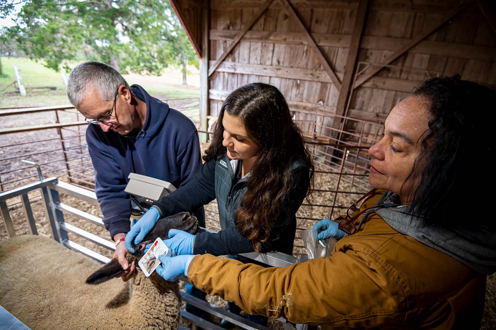 Opposite: Brad Gilmore, Lindsey Dearborn, and Leyla Rios examine a sheep at Gilmore’s Mississippi farm. (Photo by David Ammon)