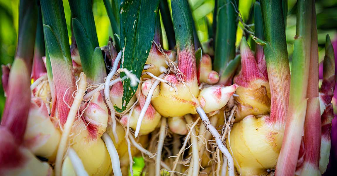 Fresh Local Flavor