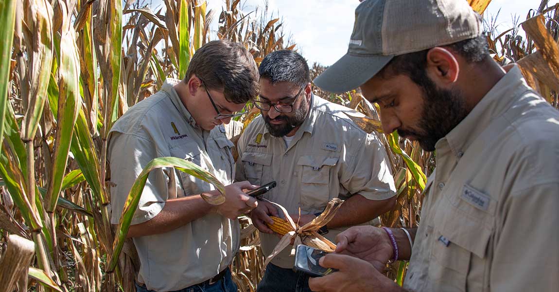 The Maze of Maize