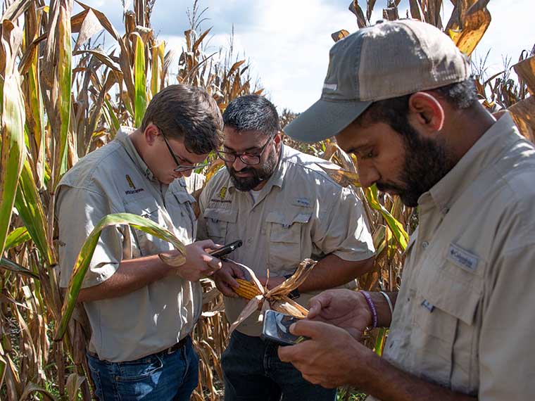 The Maze of Maize