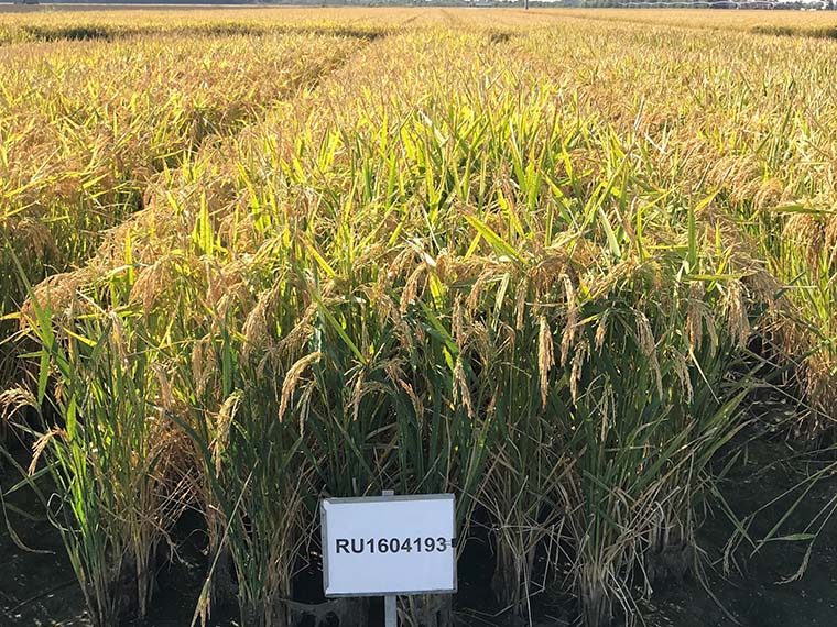 MAFES researchers develop high-performing rice variety resistant to major disease - Winter 2022