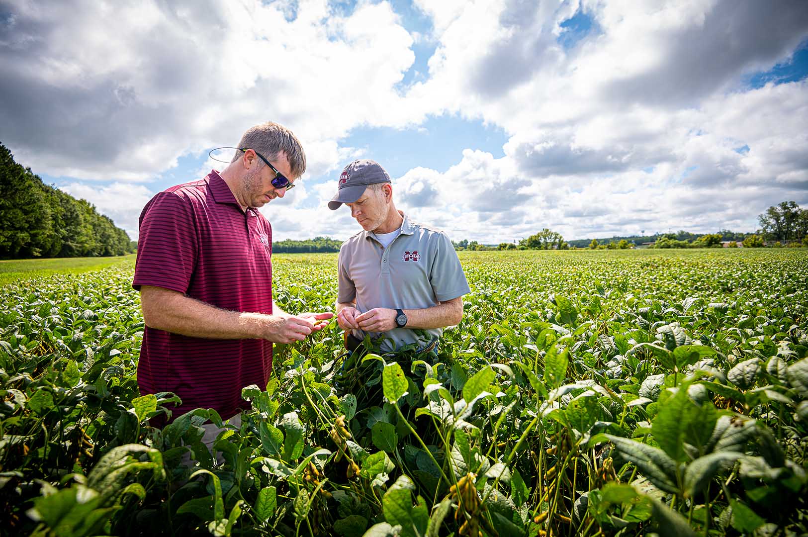 John Wallace, research associate II, and Dr. Mike Mulvaney, Edgar E. and Winifred B. Hartwig Endowed Chair in Soybean Agronomy, look at soybeans at the MAFES R. R. Foil Plant Science Research Center. (Photo by David Ammon)