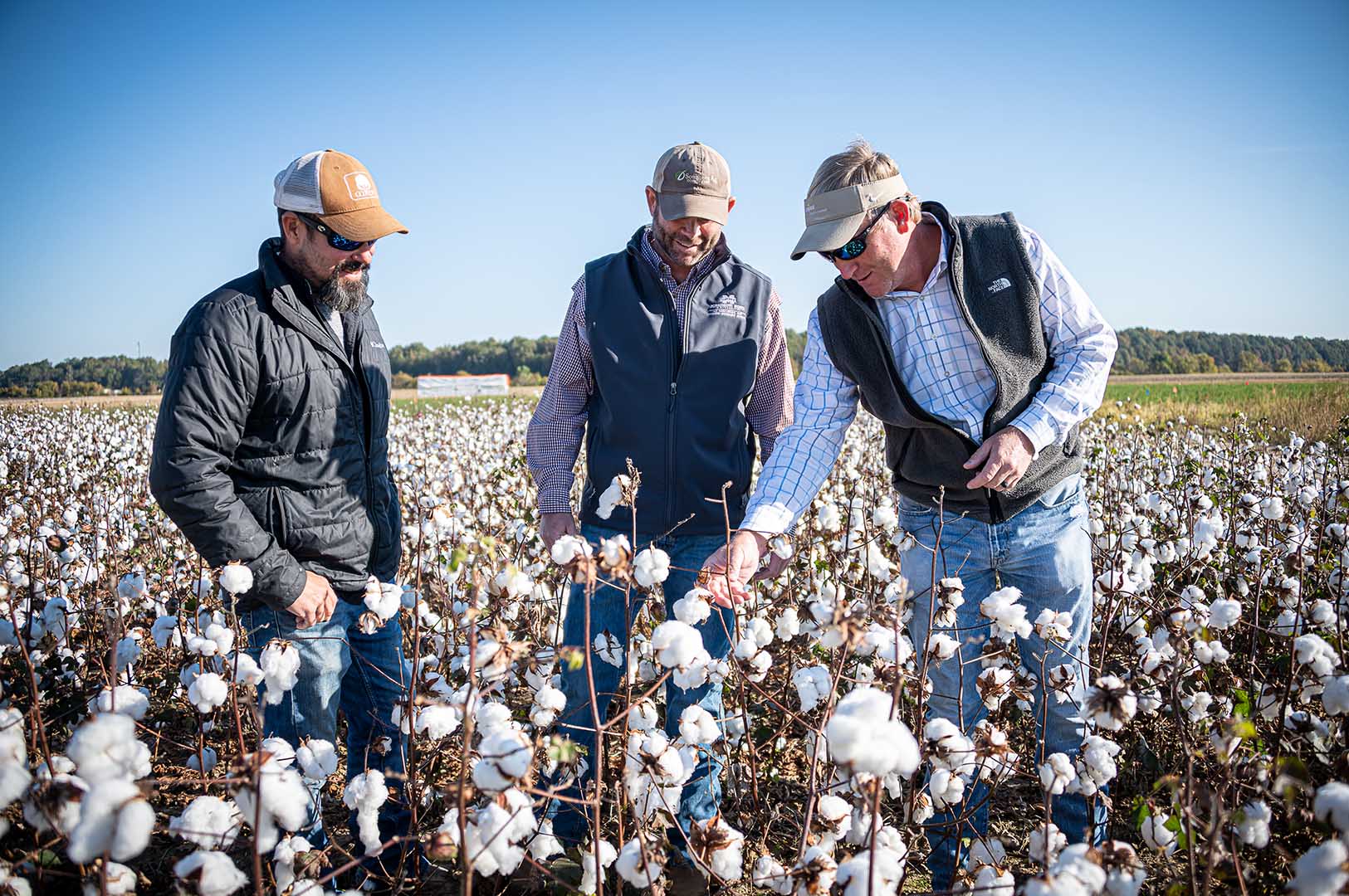 Drs. Brian Pieralisi, Daniel Chesser, and Wes Lowe in a cotton field at the MAFES R. R. Foil Plant Science Research Center. (Photo by David Ammon)