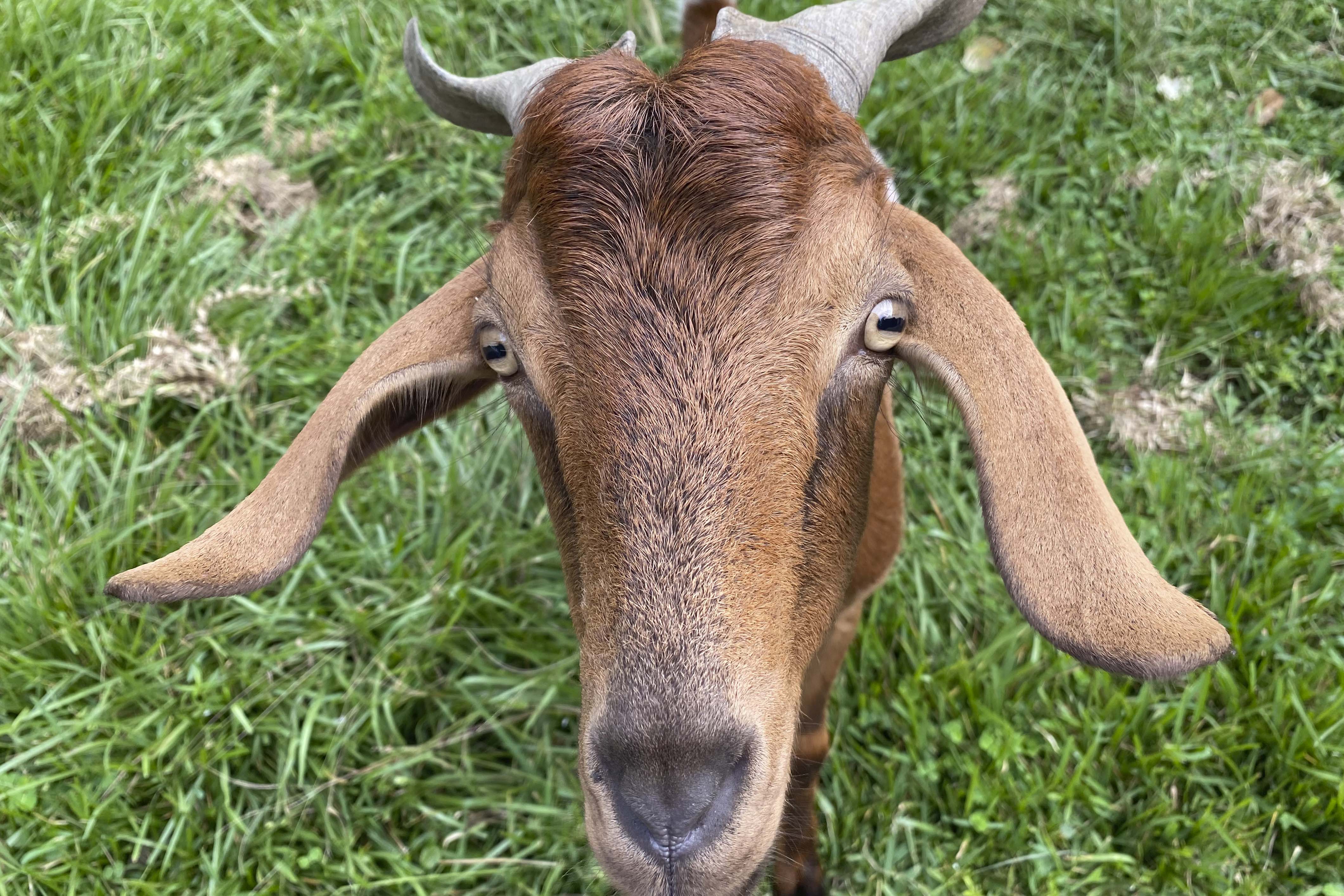 Dr. Eric Sparks found a research idea in his own backyard, as his goats grazed the land. Here, one of his goats cleans up the area, consuming five pounds of forage a day. (Photo by Eric Sparks)
