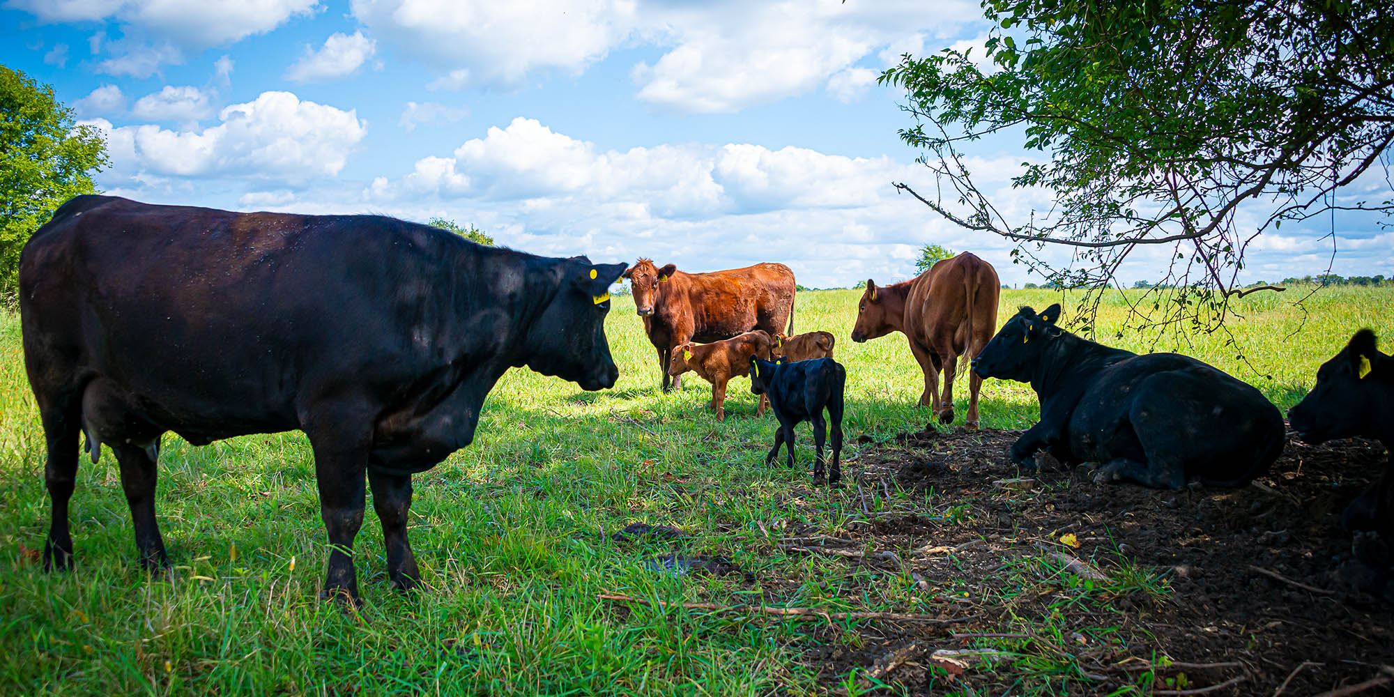 Cool Cattle, Better Beef