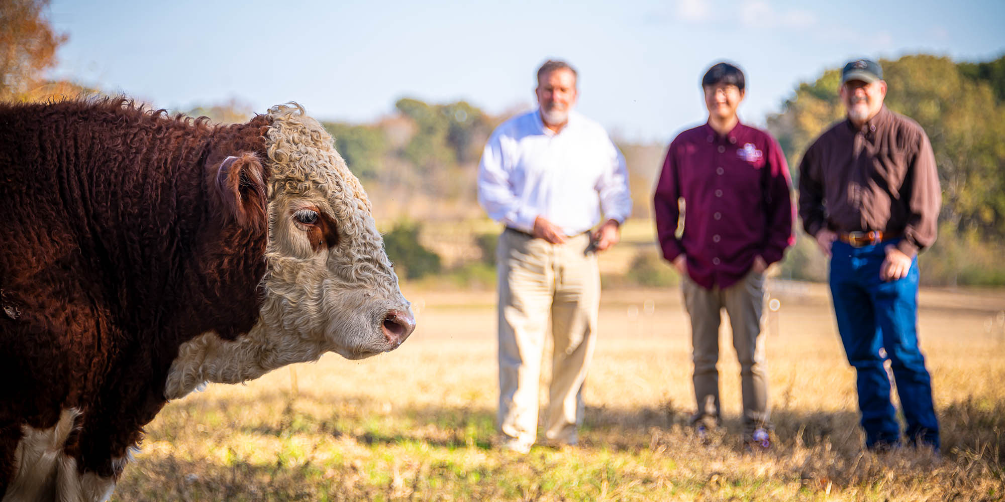 Is your bull pulling his weight?