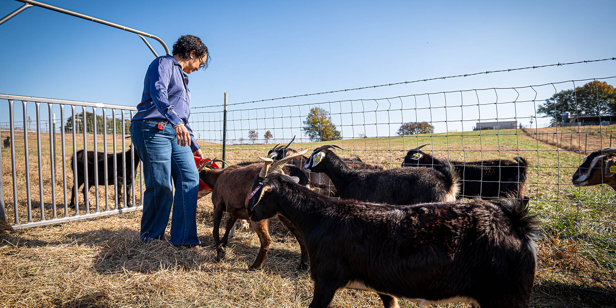 The Power of Cottonseed