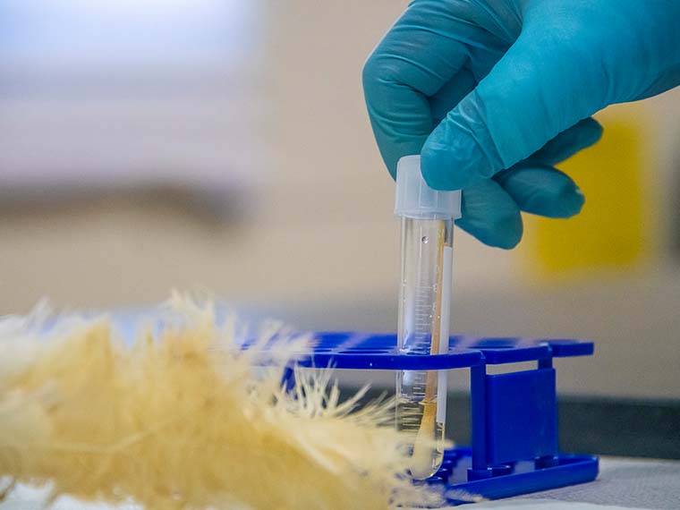 Developing a rapid test for detecting a widespread poultry disease - Winter 2025