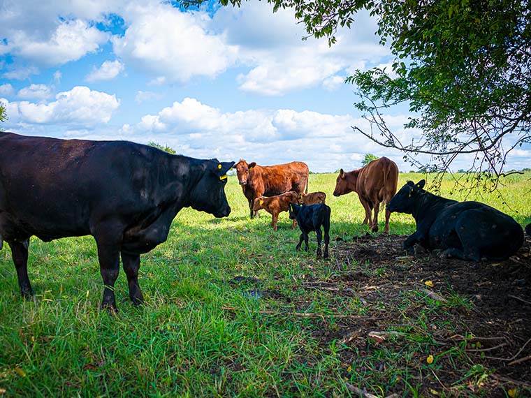 Investigating a dietary supplement to combat heat stress - Winter 2025