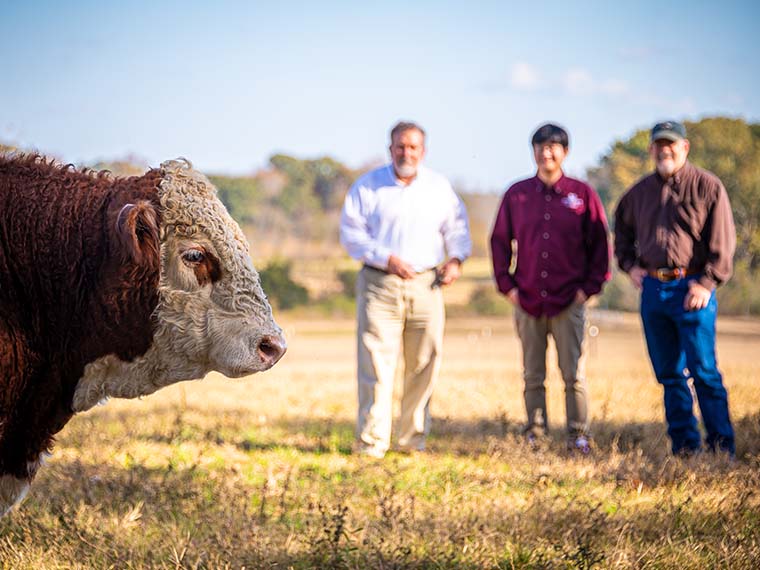 Weighing the cost of bull exams in cow-calf herds - Winter 2025