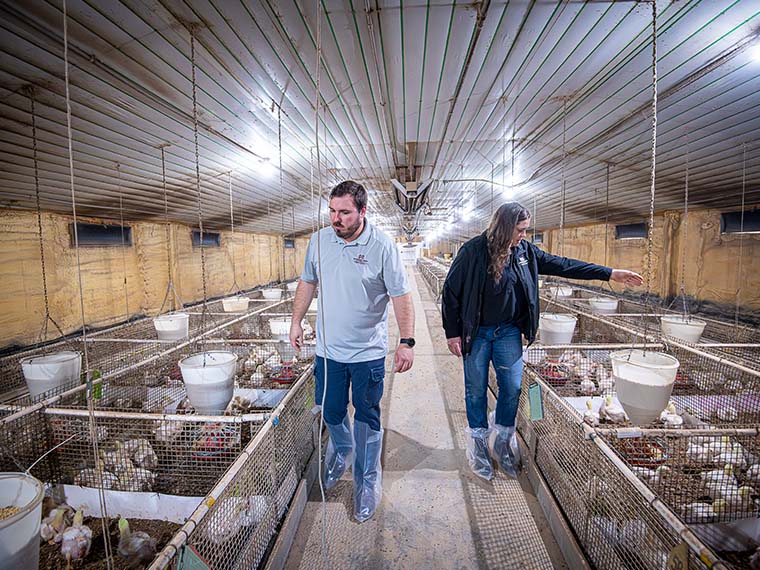 Using post-consumer food scraps in commercial chicken feed - Winter 2025