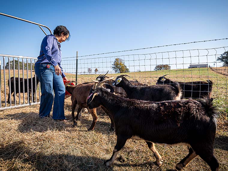Turning a Mississippi crop into a new defense against parasites in goats - Winter 2025