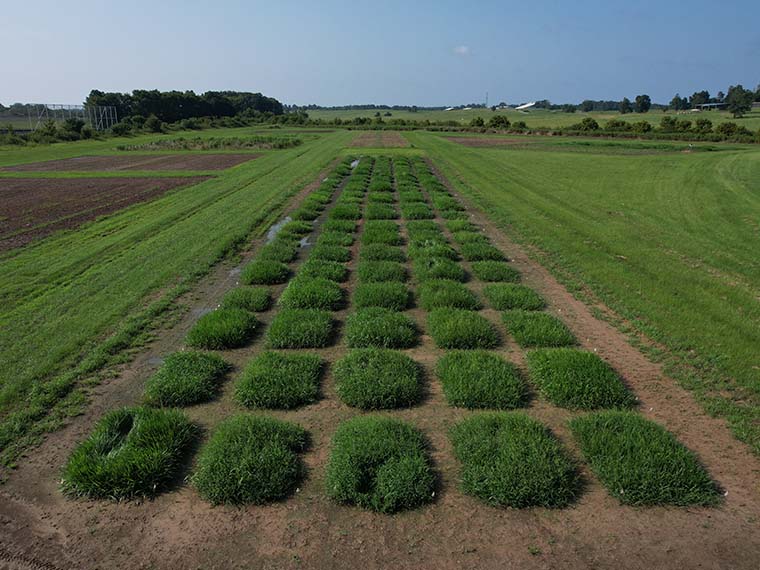 MSU researchers are supporting cattle producers starting in their pastures - Winter 2025