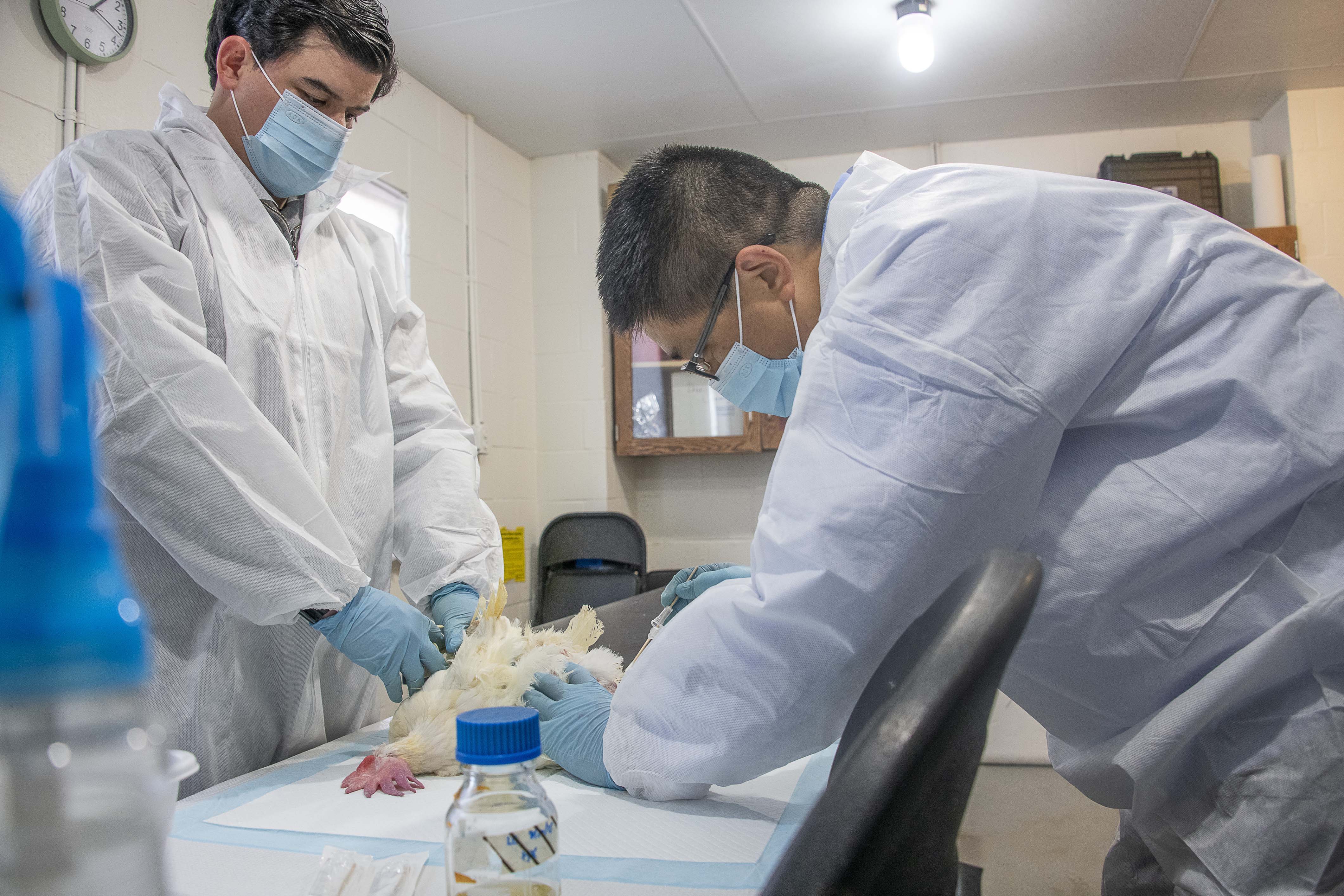 Scientists extract a sample from a sedated chicken. (Photo by Dominique Belcher)