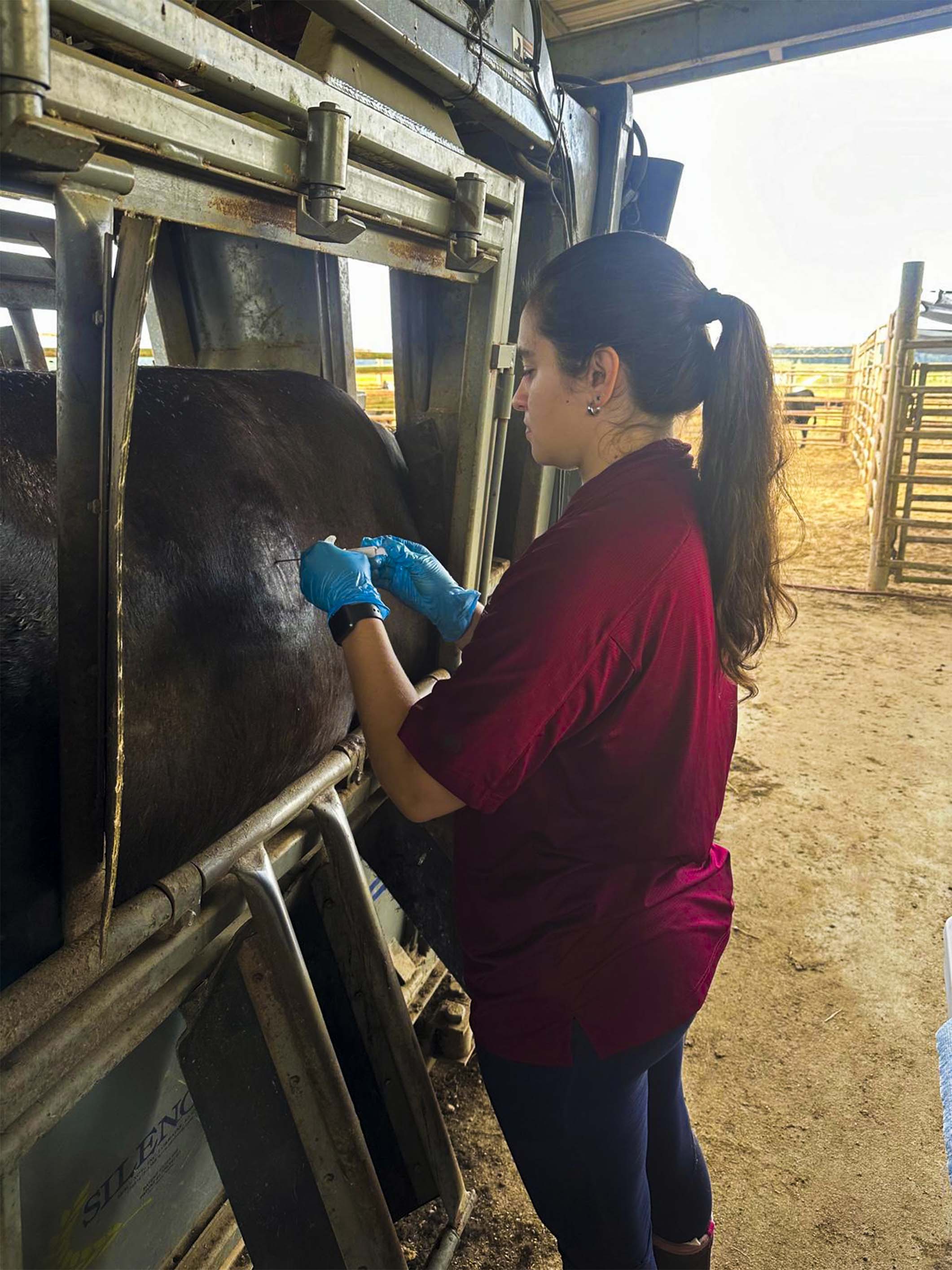 Dr. Barbara  Roqueto dos Reis takes a liver biopsy from a cow. (Photo submitted)