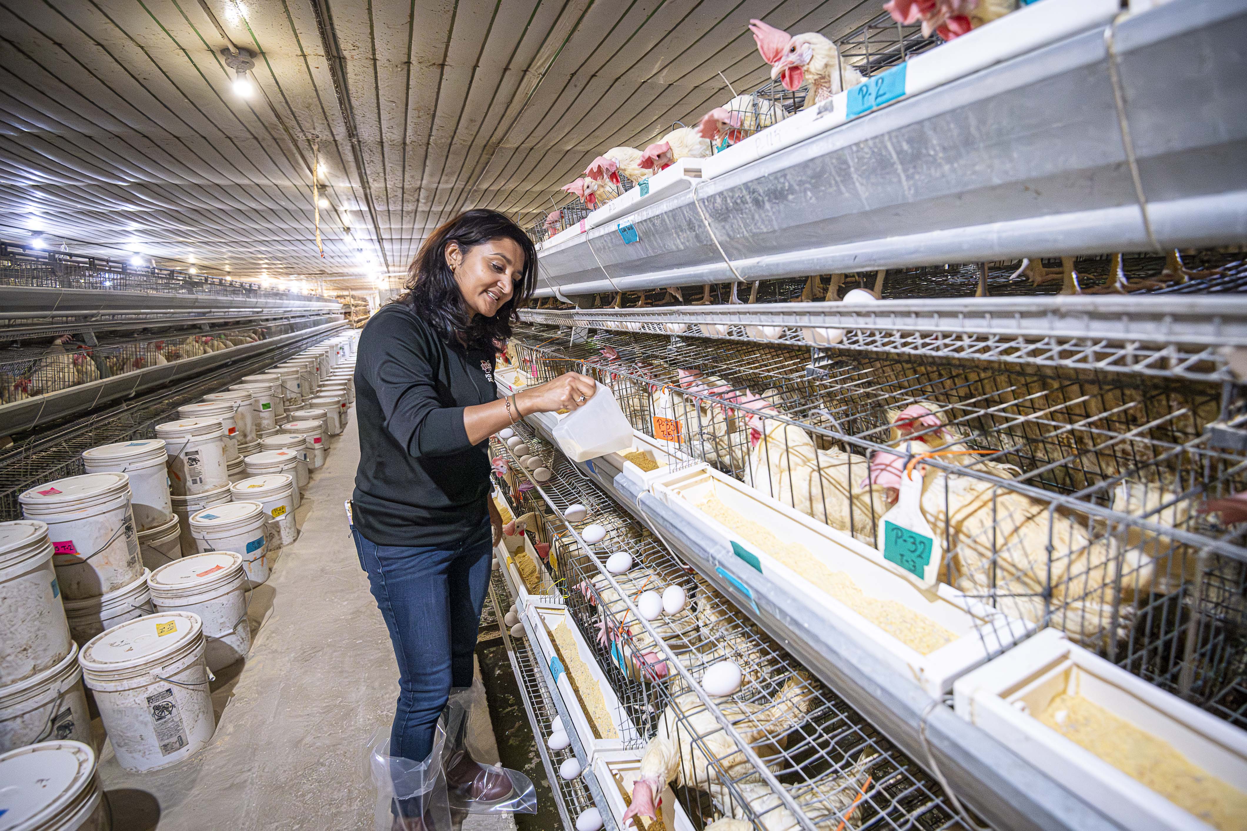 Dr. Pratima Adhikari tests the Mill formulation on laying hens at the MAFES H. H. Leveck Animal Research Center. (Photo by David Ammon)
