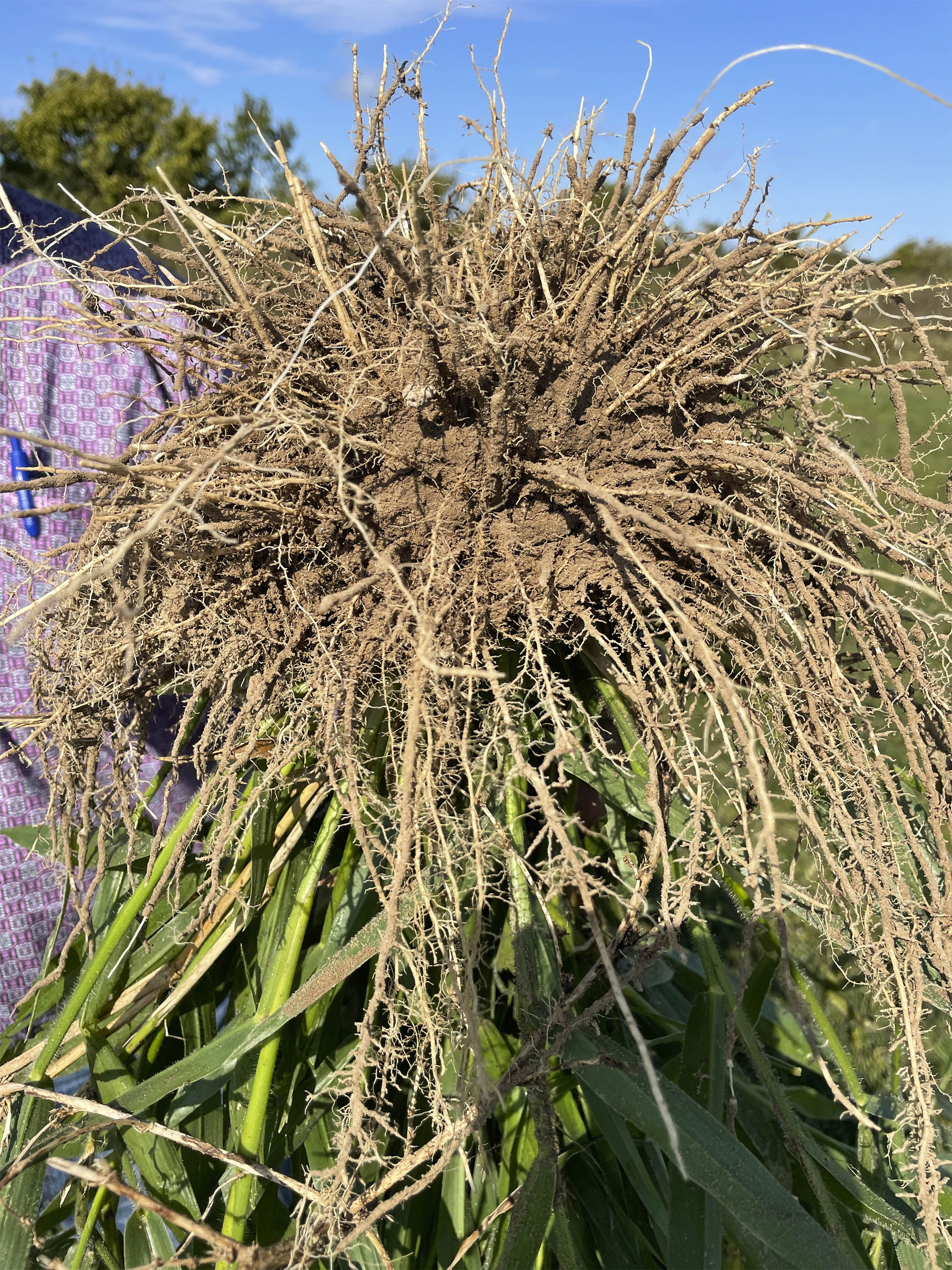 Brachiaria has a fibrous root system, allowing it to scavenge nitrogen, prevent soil erosion, and promote underground biological activity. (Photo submitted) 