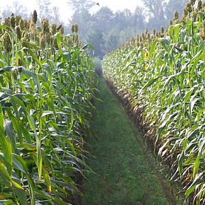 Sweet Sorghum