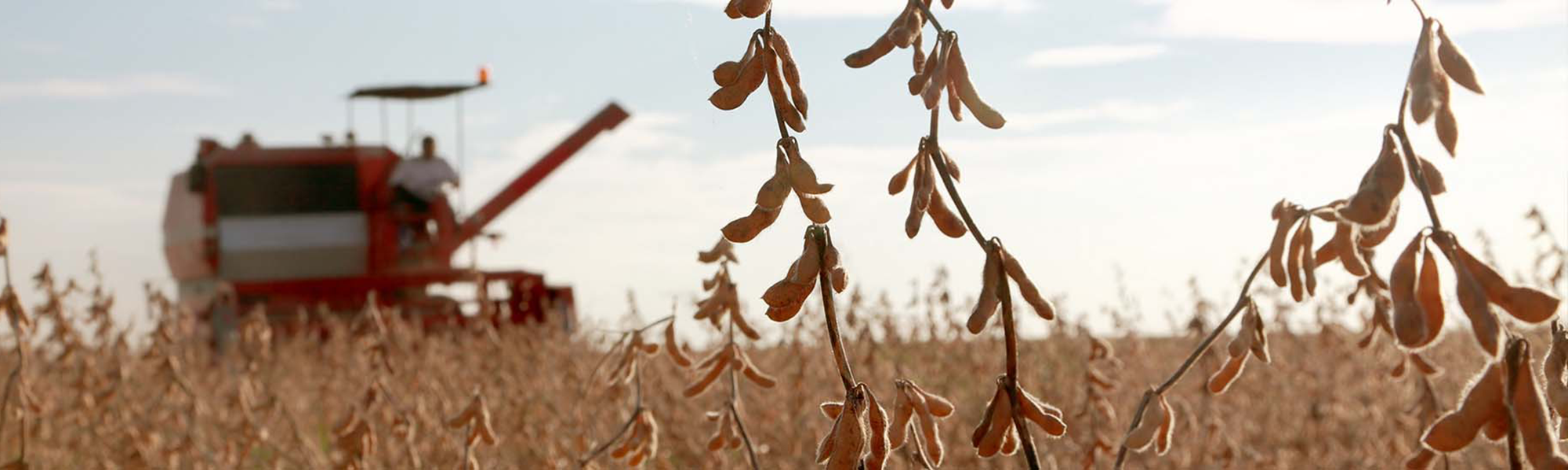 harvesting soybeans at Andrews Farm