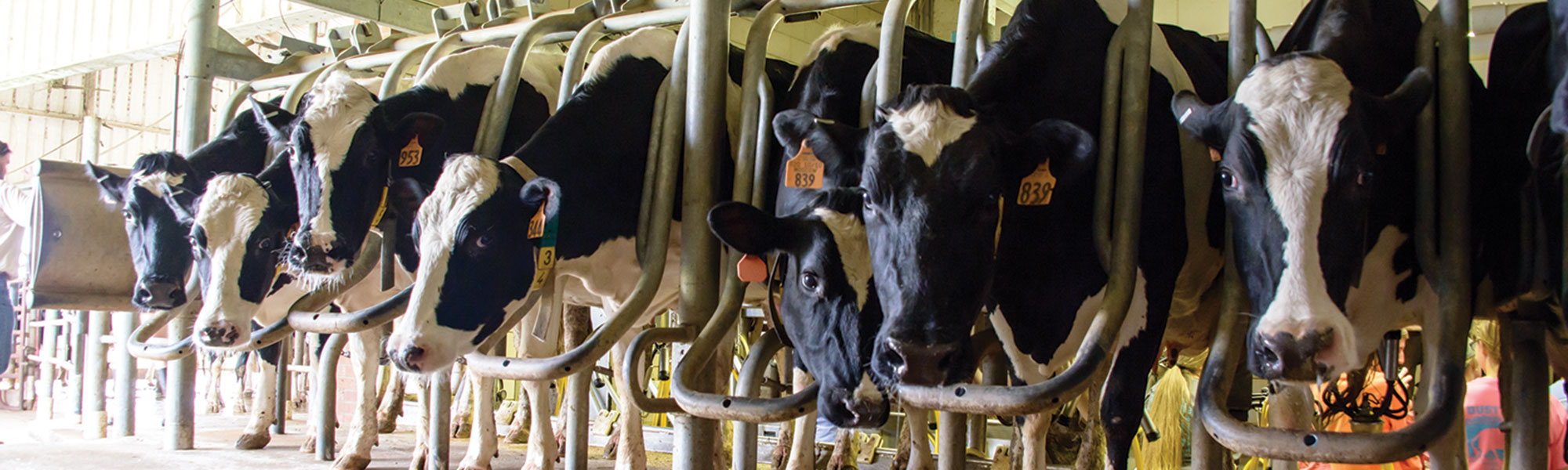 dairy cattle in the milking parlor