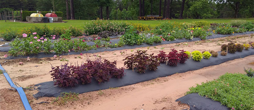 Beaumont Horticulture Unit