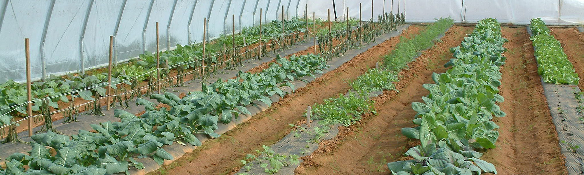 vegetables growing in a high tunnel