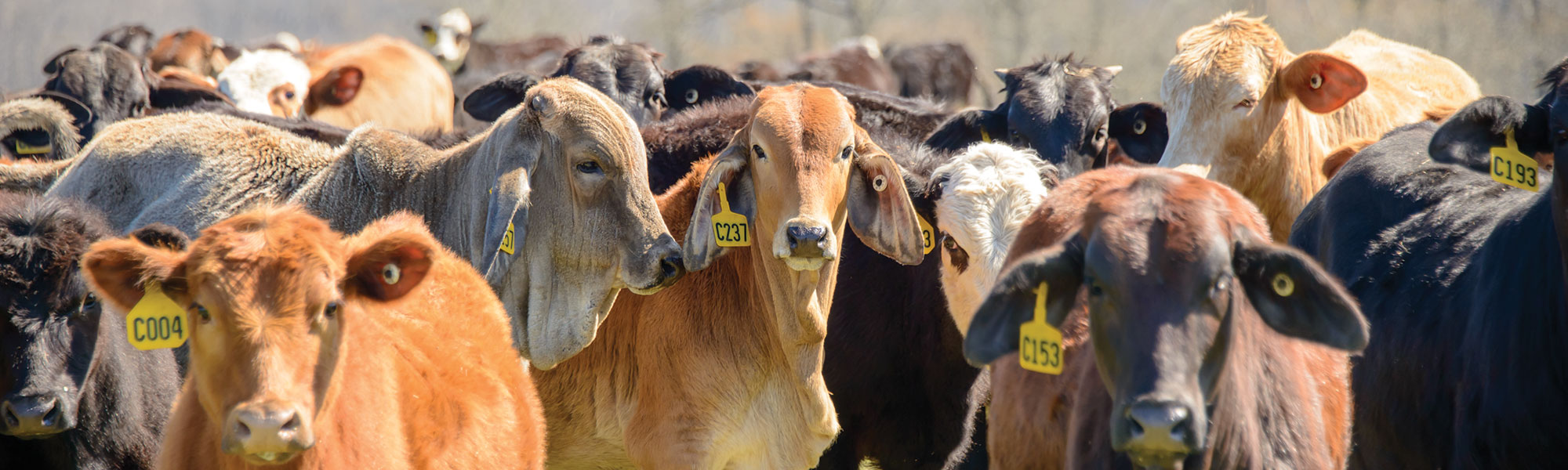 cattle at Brown Loam