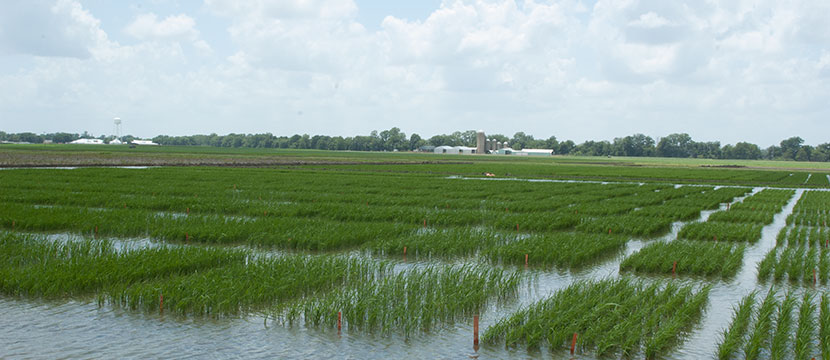 Delta Research and Extension Center