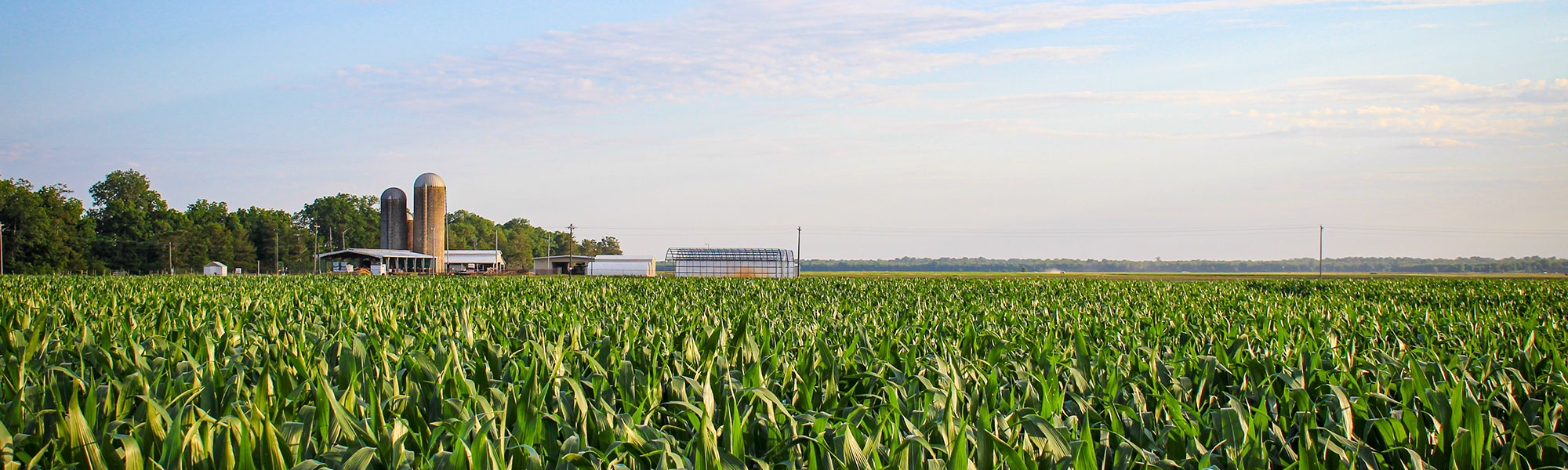 crops growing in the field