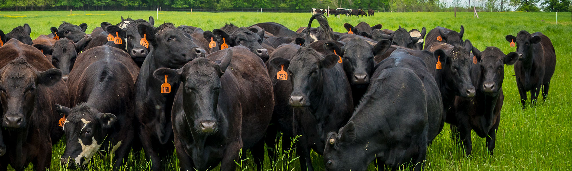 cattle at South Farm