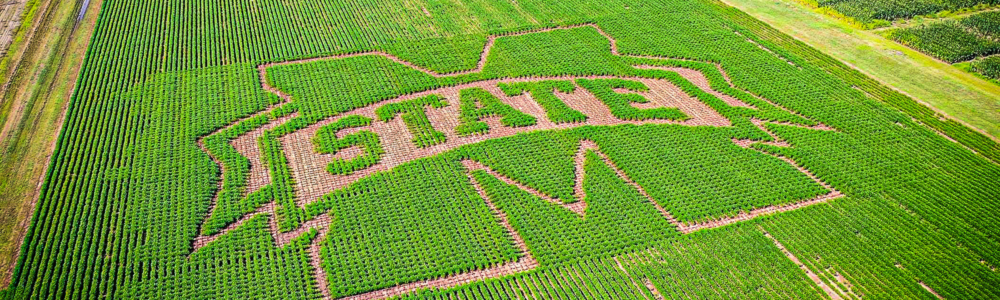 M-State in soybean