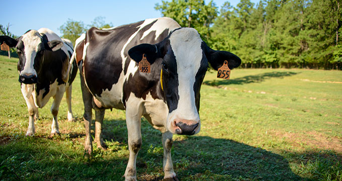 Bearden Dairy Research Center