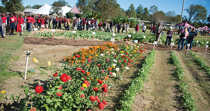 gardens at a field day