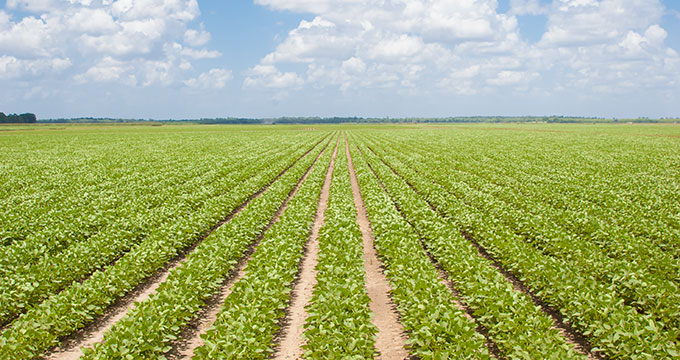 row crops in the field