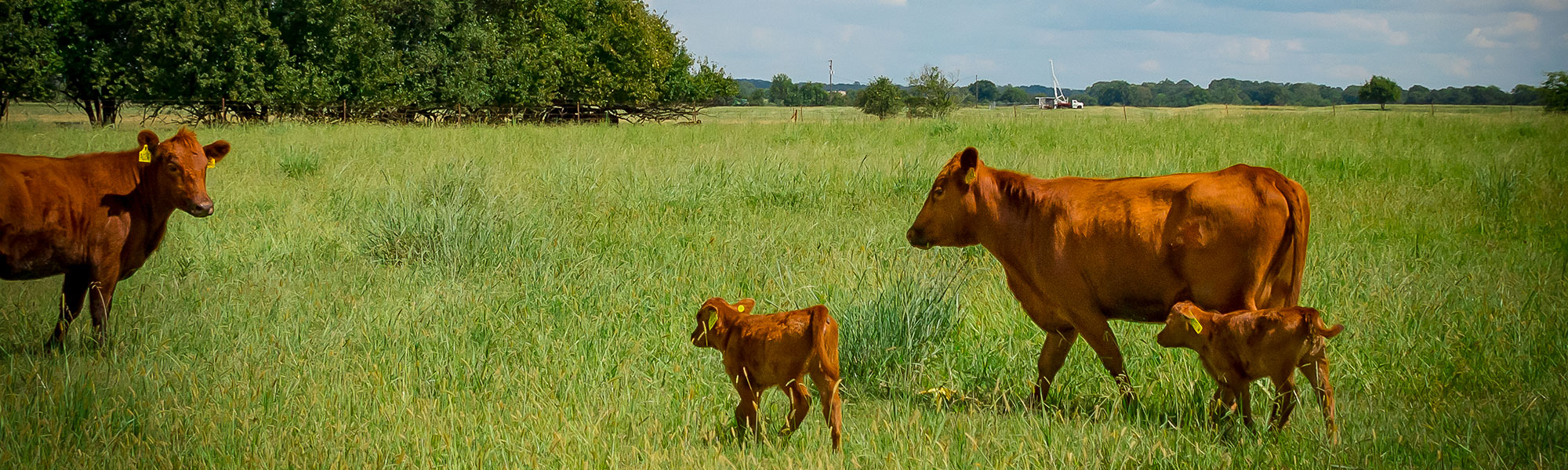 beef cattle with young at Prairie